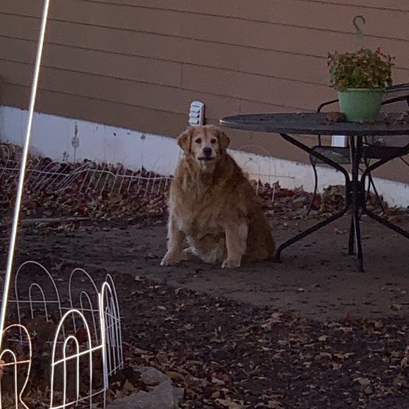 Meet your Posher, Ally - Picture 1 of 1